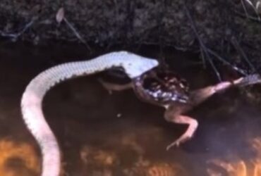 Vídeo: Jararaca engole sapo no Parque Serra de Santo Antônio no Piauí