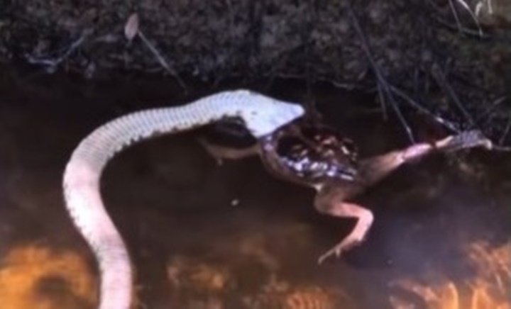 Vídeo: Jararaca engole sapo no Parque Serra de Santo Antônio no Piauí