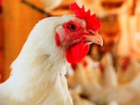 9 países suspenderam a compra de frango do Brasil