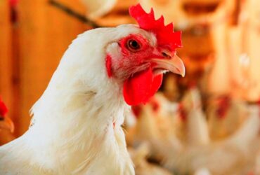 9 países suspenderam a compra de frango do Brasil