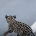 Filhote de onça é visto por populares na PI-115 em Jatobá do Piauí
