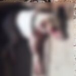 Homem é detido após matar o próprio cachorro a pauladas no interior do Piauí