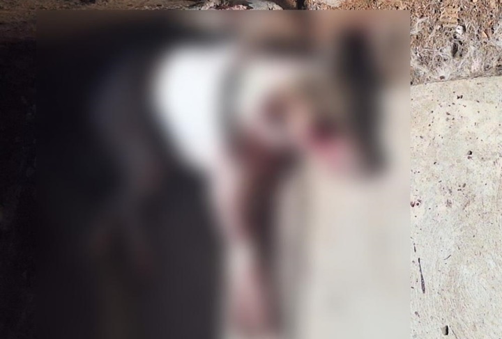 Homem é detido após matar o próprio cachorro a pauladas no interior do Piauí