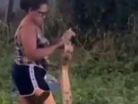 Mulher captura cobra enorme sozinha e assusta moradores da região
