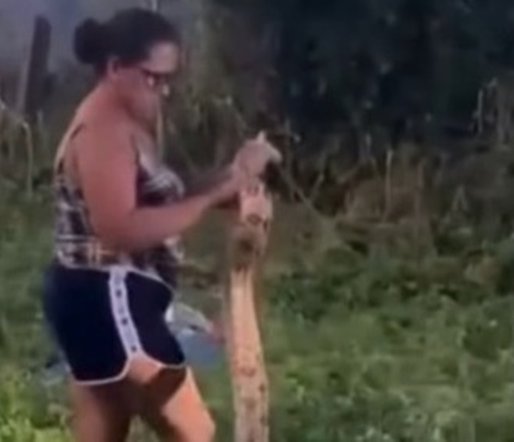 Mulher captura cobra enorme sozinha e assusta moradores da região
