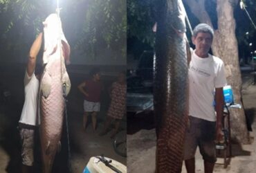 Pescador captura pirarucu gigante no Rio Parnaíba no Piauí