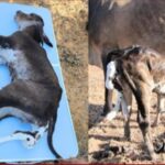 Bezerro nasce com 6 patas em fazenda no interior do Piauí