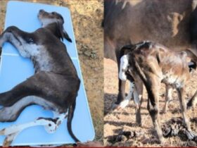 Bezerro nasce com 6 patas em fazenda no interior do Piauí