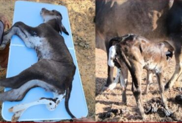 Bezerro nasce com 6 patas em fazenda no interior do Piauí