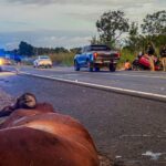 Casal fica ferido após colisão contra cavalos na BR-343 entre Altos e Campo Maior