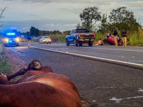 Casal fica ferido após colisão contra cavalos na BR-343 entre Altos e Campo Maior