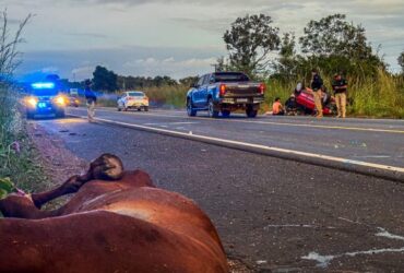 Casal fica ferido após colisão contra cavalos na BR-343 entre Altos e Campo Maior