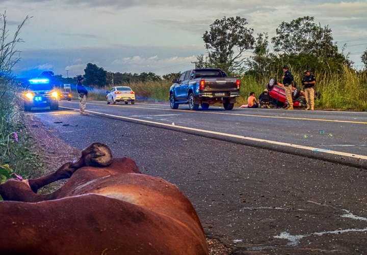 Casal fica ferido após colisão contra cavalos na BR-343 entre Altos e Campo Maior