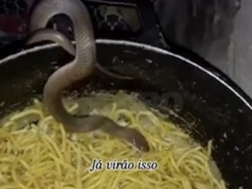 Cobra é flagrada comendo macarrão no jantar no interior do Piauí
