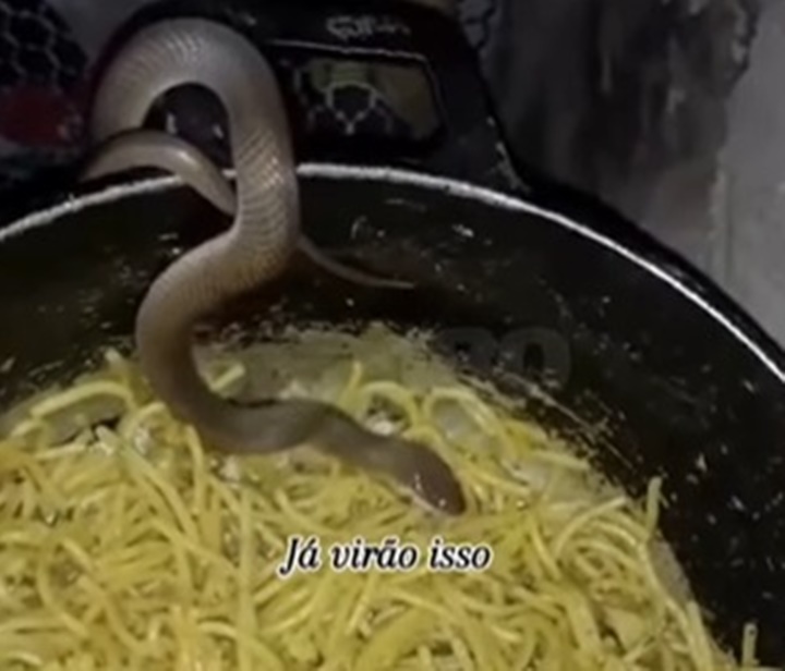 Cobra é flagrada comendo macarrão no jantar no interior do Piauí
