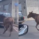 Jumento é arrastado por carro e moradores ficam revoltados no Piauí