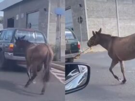 Jumento é arrastado por carro e moradores ficam revoltados no Piauí