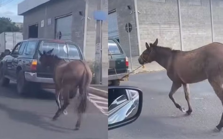Jumento é arrastado por carro e moradores ficam revoltados no Piauí