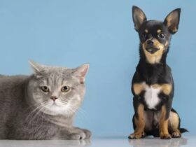 Lei proíbe tatuagens e piercings em animais domésticos
