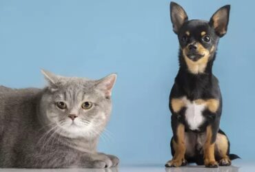 Lei proíbe tatuagens e piercings em animais domésticos