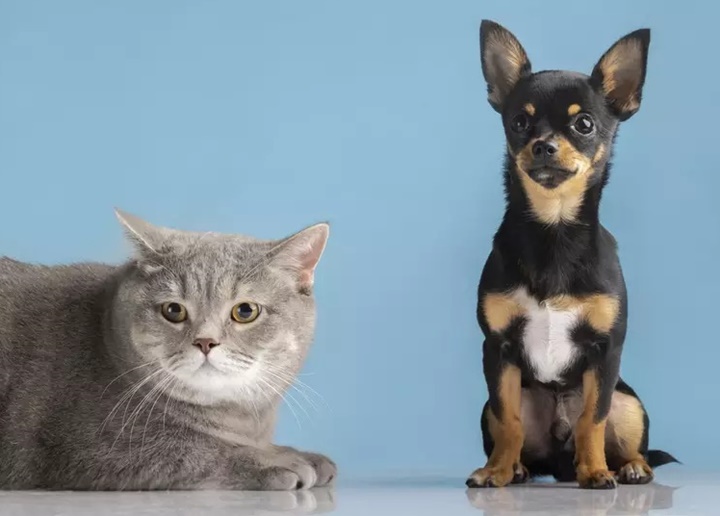 Lei proíbe tatuagens e piercings em animais domésticos
