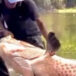 Pescadores fisgam um dos maiores pirarucus já registrado no Brasil