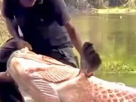 Pescadores fisgam um dos maiores pirarucus já registrado no Brasil