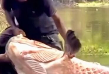 Pescadores fisgam um dos maiores pirarucus já registrado no Brasil