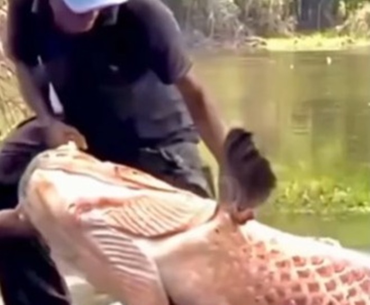Pescadores fisgam um dos maiores pirarucus já registrado no Brasil